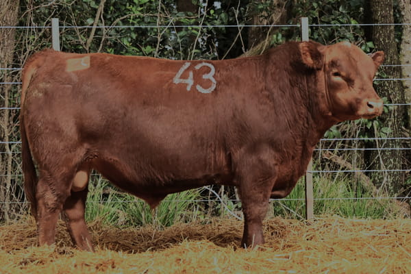 44181 — TOROS ANGUS PC