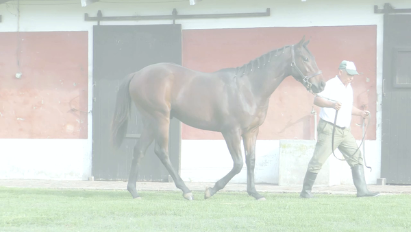 Lote EMOTION RATE (EMOTION ORPEN -  STAR RATE)