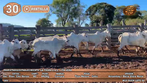 Lote LOTE 30 - POR PANTALLA