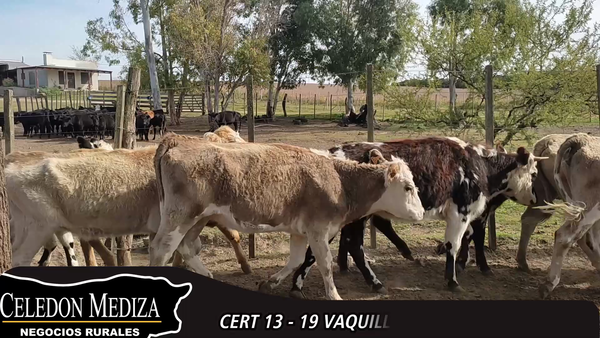 Lote 19 Vaquillonas  en Colonia