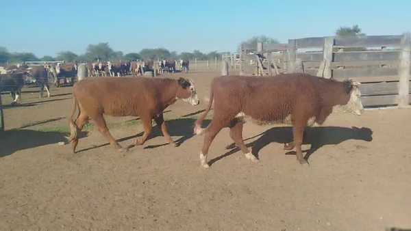 Lote 107 Vaquillonas