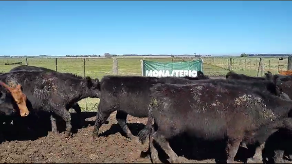 Lote 66 Novillitos en Olavarría, Buenos Aires