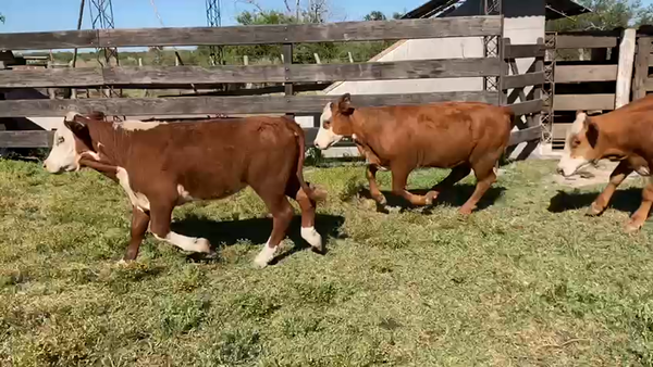 Lote 70 Terneros/as en Mercedes, Corrientes