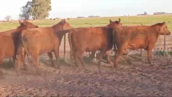 Lote Vaquillonas Coloradas