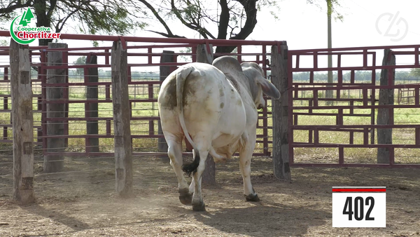 Lote Brahman