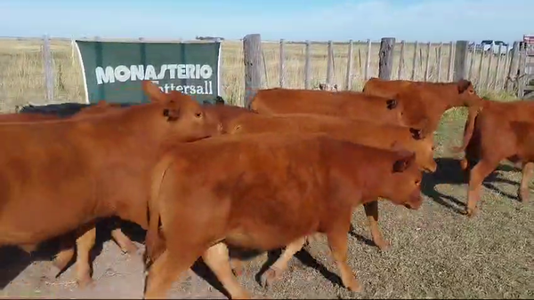 Lote 21 Terneros en Daireaux