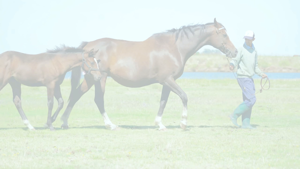 Lote LUJANERA START (.JUMP START - LUJY)  Con cría al pie de GALAN DE CINE. Preñez por SANDINO RULER