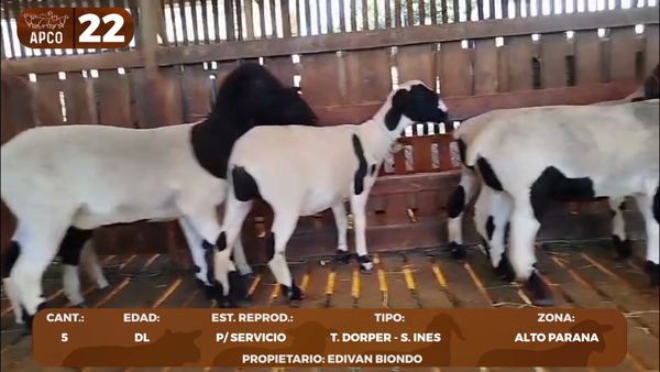 Lote LOTE 22 -POR PANTALLA