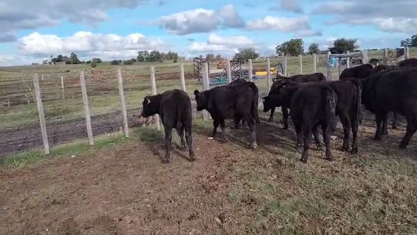 Lote 24 Terneros y Terneras, San José