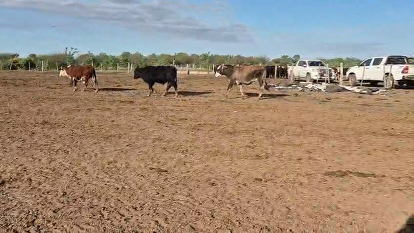 Lote 505  Novillitos