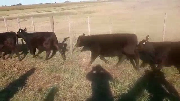 Lote 30 Terneros/as en Buenos Aires, Pehuajó