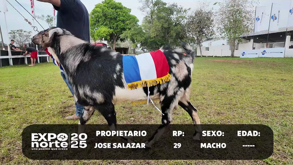 Lote RP29