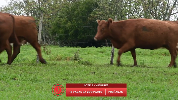 Lote Vacas SA