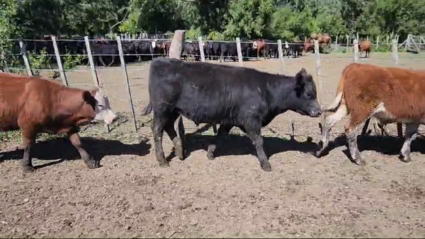 Lote 99 Terneros en Magdalena, Buenos Aires