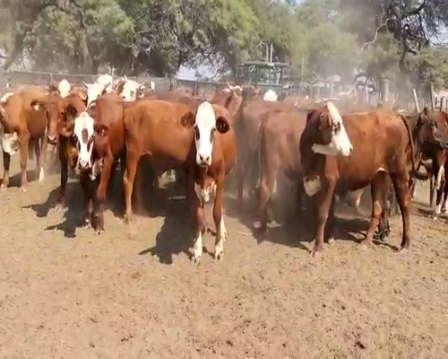Lote 85 Novillos en Gancedo, Chaco