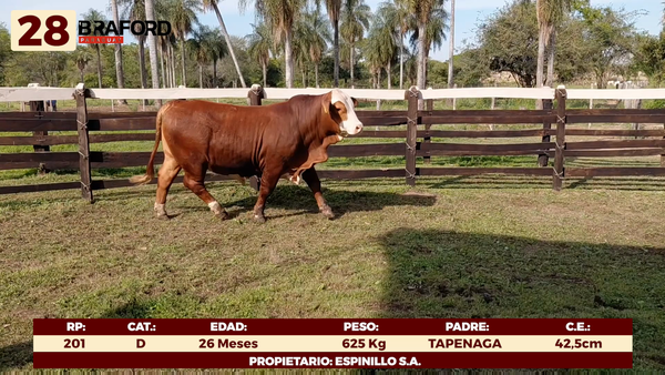 Lote LOTE 28 - TOROS DE CAMPO