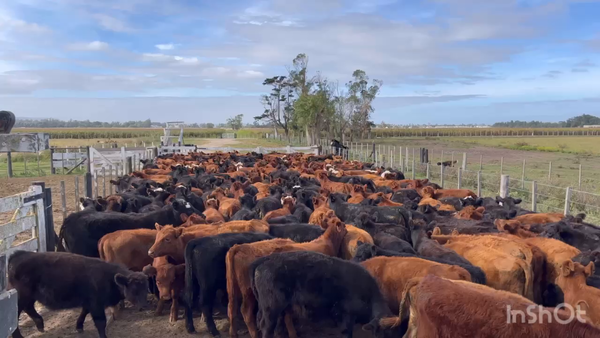 Lote 168 Terneras en Balcarce, Buenos Aires