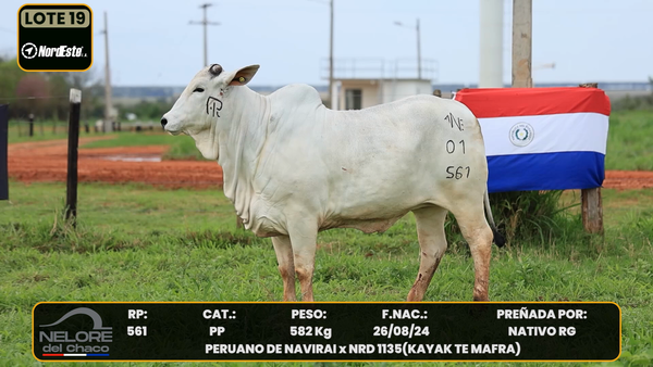 Lote LOTE 19