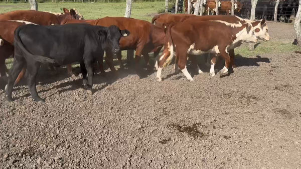 Lote 60 Terneras en Guardamonte, Entre Ríos