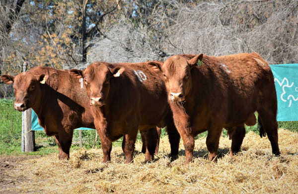 Lote "Cabaña ""La Marianita"" Toros Angus PC"