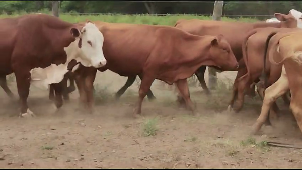 Lote 29 Vacas de invernar en Quimilí, Santiago del Estero