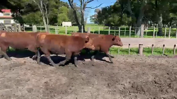 Lote TOROS PUROS CONTROLADOS LA MARGARITA