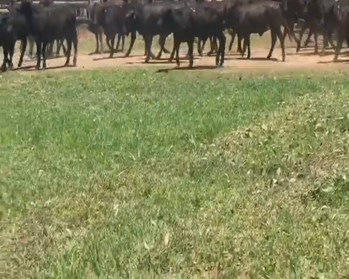 Lote 100 Terneras en El Colorado, Formosa
