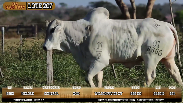 Lote LOTE 207 - POR PANTALLA