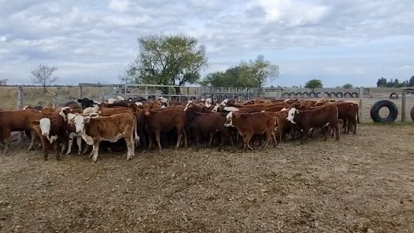 Lote 70 Terneras