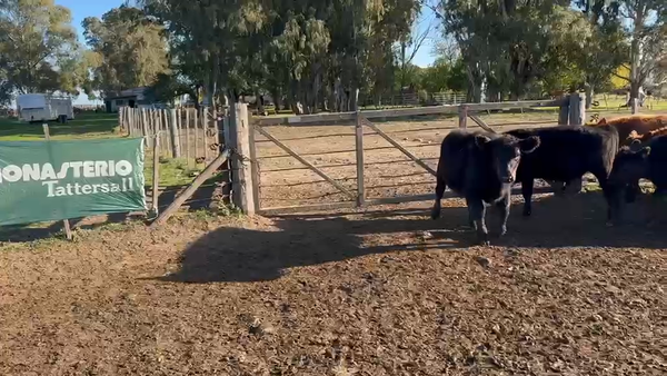 Lote 65 Terneros en Azul