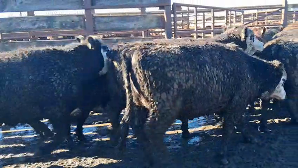 Lote 40 Vaquilla Gorda en Los Ángeles, VIII Región Biobío