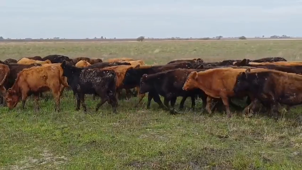 Lote 105 Terneros en Entre Ríos, San Salvador