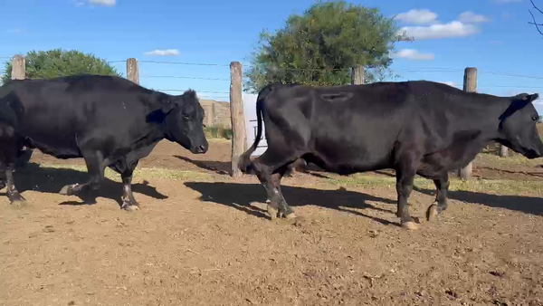 Lote 70 Vacas nuevas C/ gtia de preñez en Santa Anita - Entre Rios