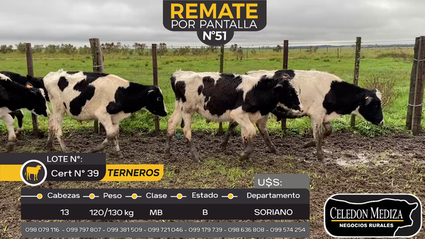 Lote 13 Terneros en Cuchilla del Perdido, Soriano