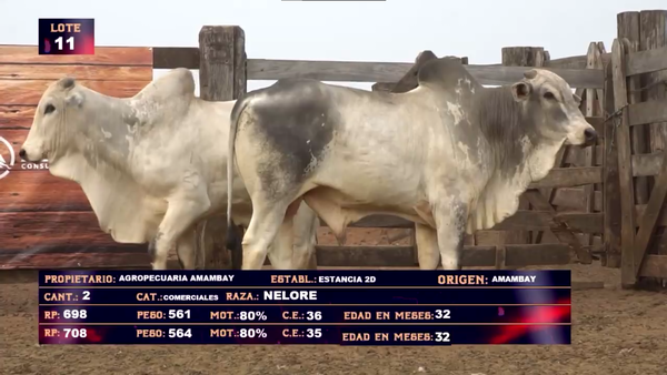 Lote AGROPECUARIA AMAMBAY LOTE 11