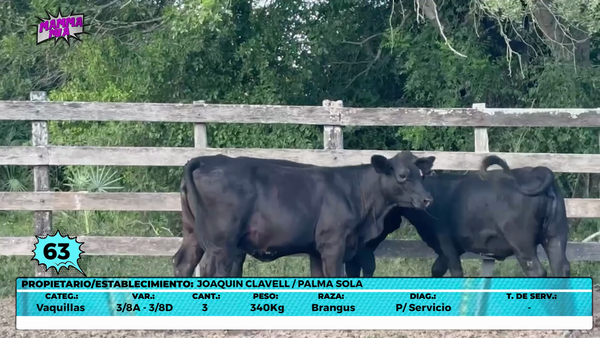 Lote LOTE 63