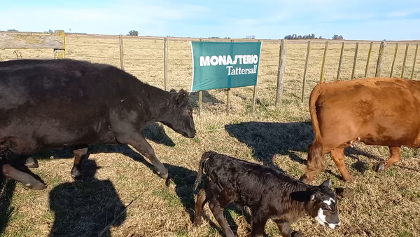 Lote 26 Vacas CUT con Cria en Daireaux