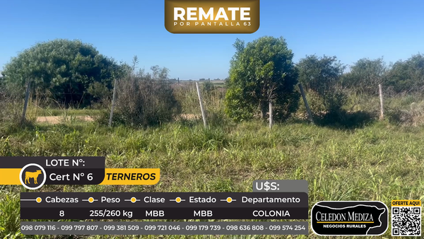 Lote 8 Terneros en Radial Artilleros. Ruta 1 km 131,5. Colonia