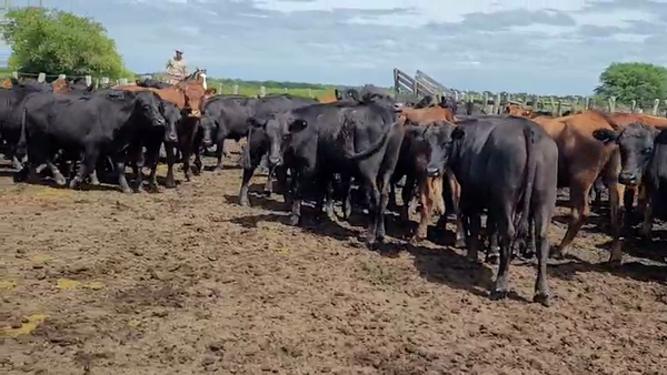 Lote 55 Novillos en Villaguay, Entre Ríos