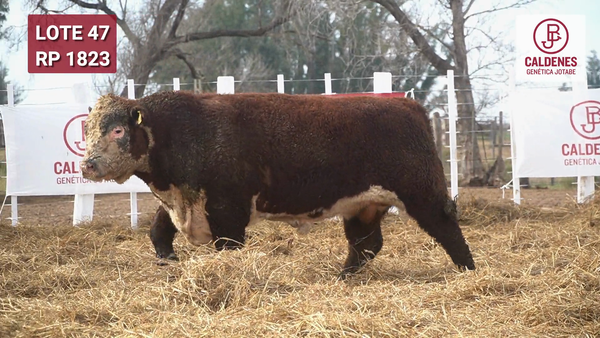 Lote Toro PR
