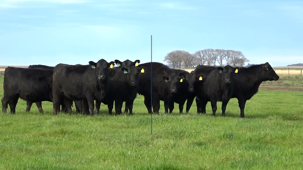 Lote VAQUILLONAS MaS