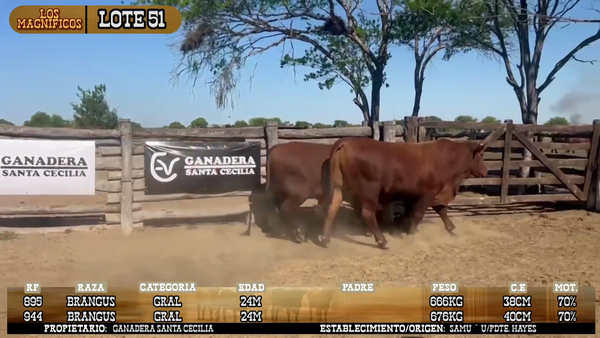 Lote LOTE 51