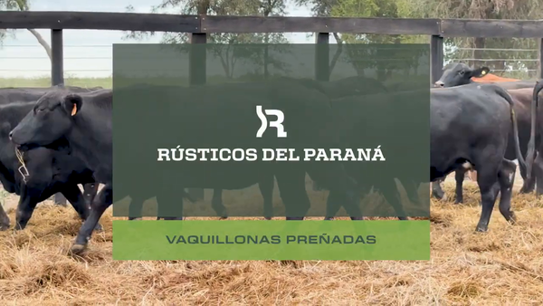 Lote VAQ. PREÑADAS GENERALES