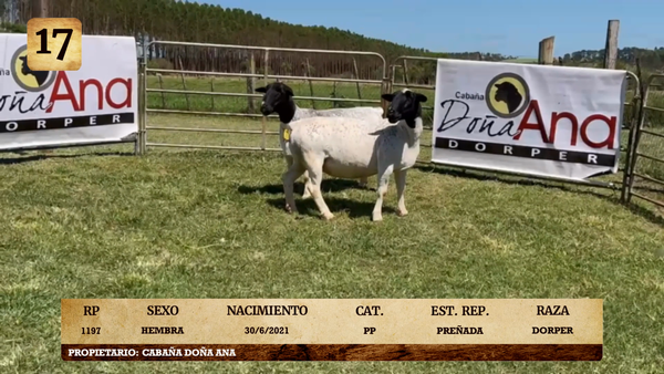 Lote LOTE 17
