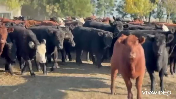 Lote 140 Terneras