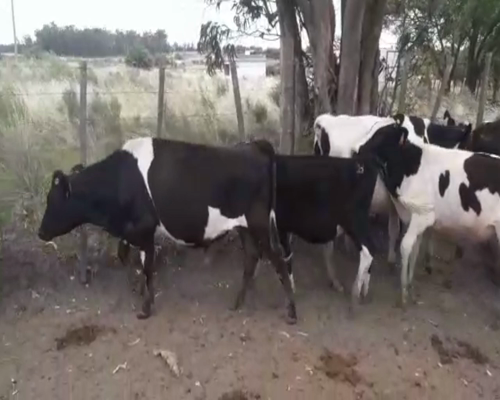 Lote (Vendido)10 Piezas de cría RAZA DE CARNE 435kg -  en CIUDAD DEL PLATA