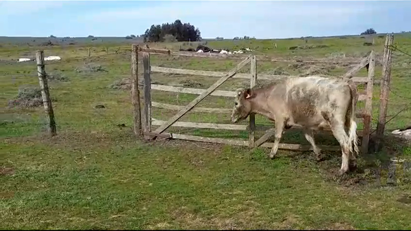 Lote (Vendido)Novillos 1 a 2 años CHAROLAIS 320kg -  en CERROS NEGROS