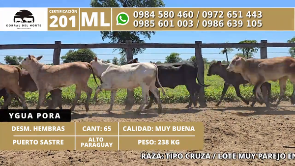 Lote 65 Desmamantes hembras 238kg -  en Carmelo Peralta los de Norica  Puerto Sastre los de Ygua Pora