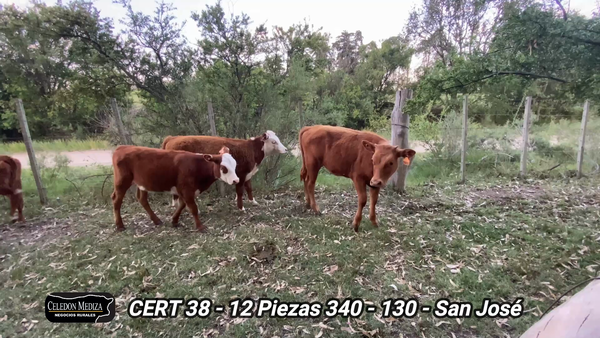 Lote 12 Piezas de cría en San José , San José