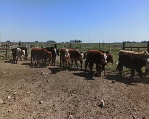 Lote Terneros